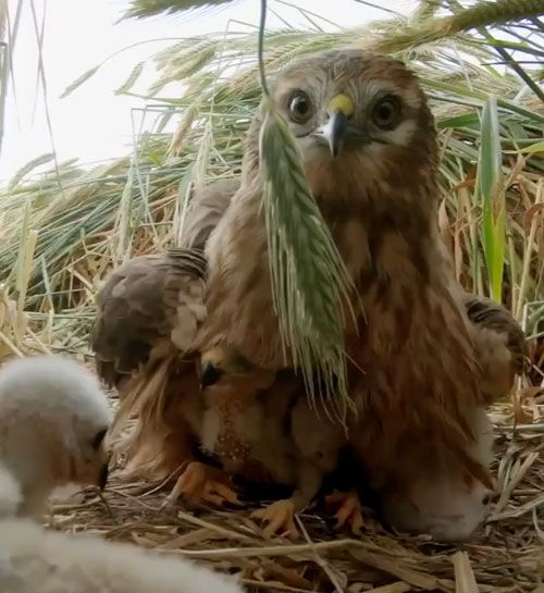 URPA, un glop per salvar l'arpella cendrosa al Refugi del Pla de l'Erola